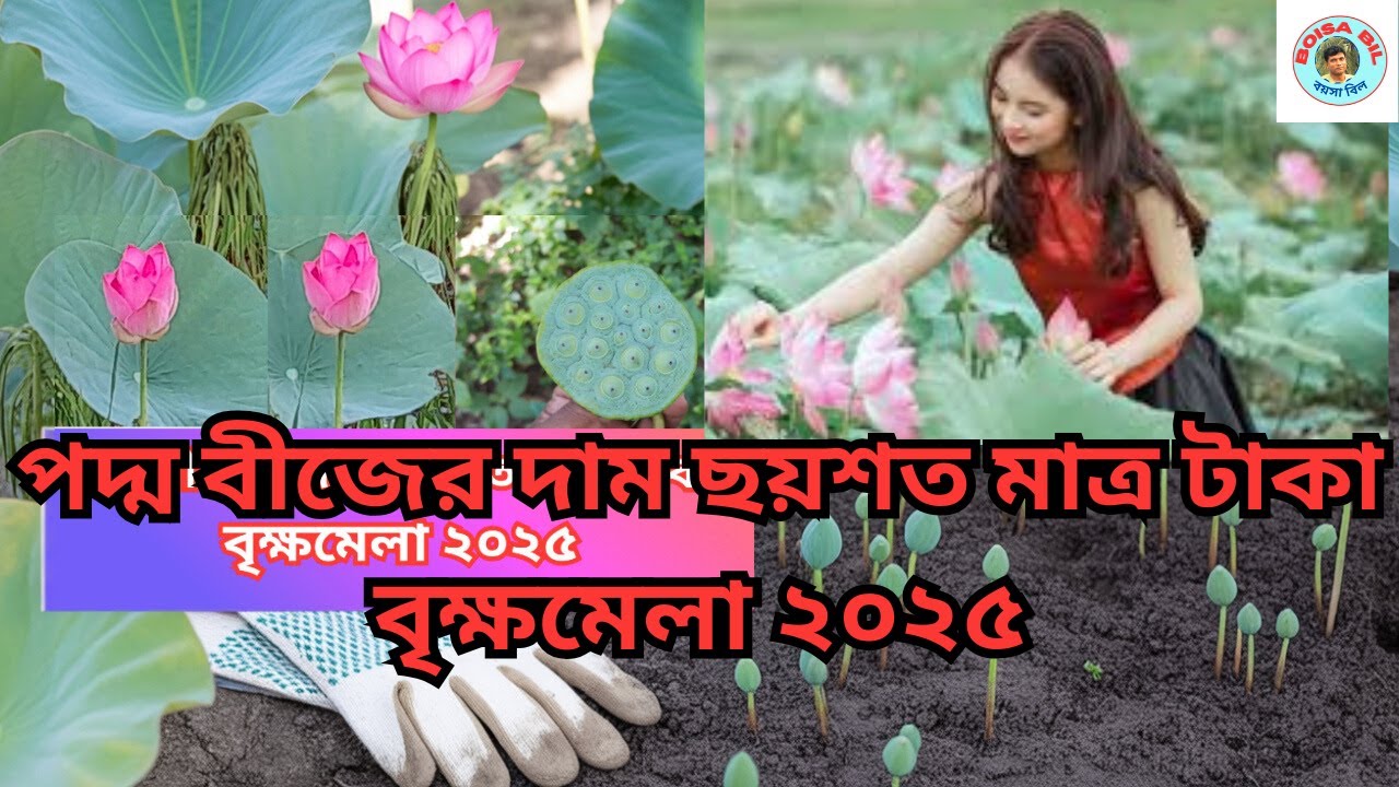 পদ্ম বীজের দাম ছয়শত মাত্র  টাকা, বৃক্ষমেলা ২০২৫। Lotus। Padmaful। #বয়সাবিল#boisabil #বৃক্ষমেলা। ‍