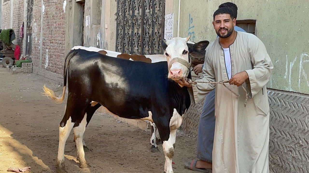 ابو جاموس بيحطم الاسعار ونزل بسلالات واصناف ضرب ناررررر عجلات فرز اول خليط مونبليار وسيمنتال وبراون