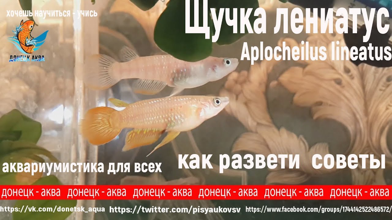 щучка лениатус, Aplocheilus lineatus, первая проба развести щучку, условия разведения