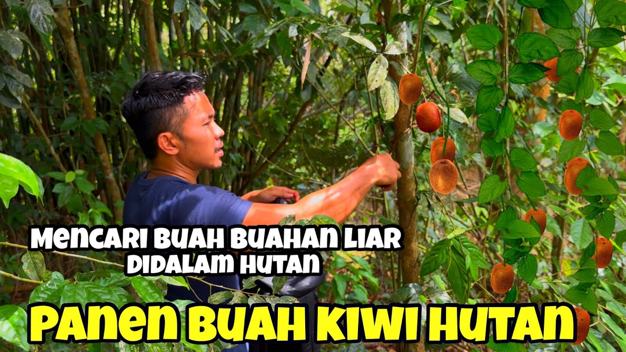 Mencari buah buahan liar dihutan - panen buah kiwi hutan