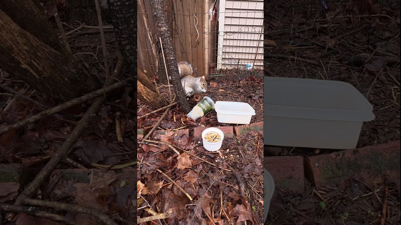 Free Refills? Squirrel Thinks the Panera Cup belongs to HIM! 🥐