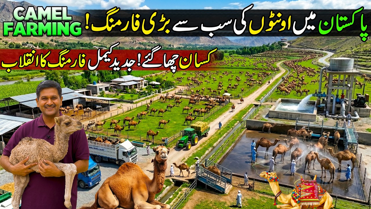 This Is Pakistan&rsquo;s Largest Camel Farm 🇵🇰🐪| Modern Camel Farm & Incredible Breeding System in Bhakkar
