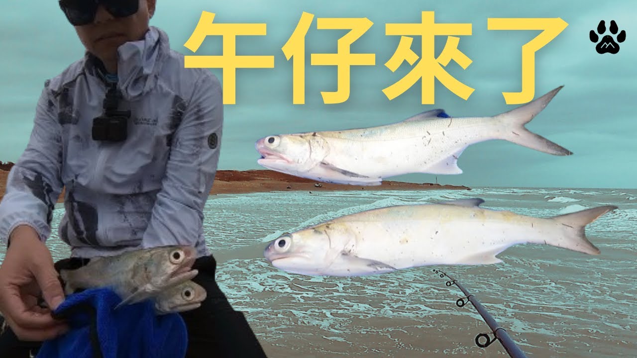 午仔來了!攻略分享,必殺餌通通有獎!?詳細釣點,一級戰區!風真透! #山狗大#釣魚#遠投#沉底#fishing#台湾釣り#竹圍漁港