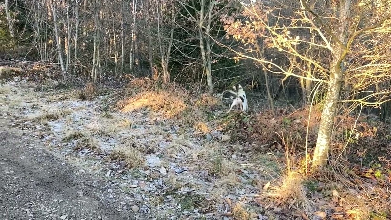 Chasse du lièvre avec 5 ariégeoises
