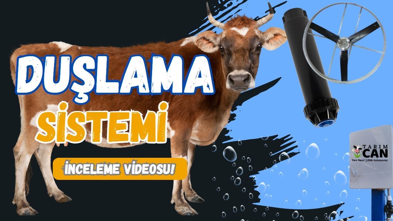 İneklerde Duşlama Fan Sistemi Sıcaklık stresine karşı