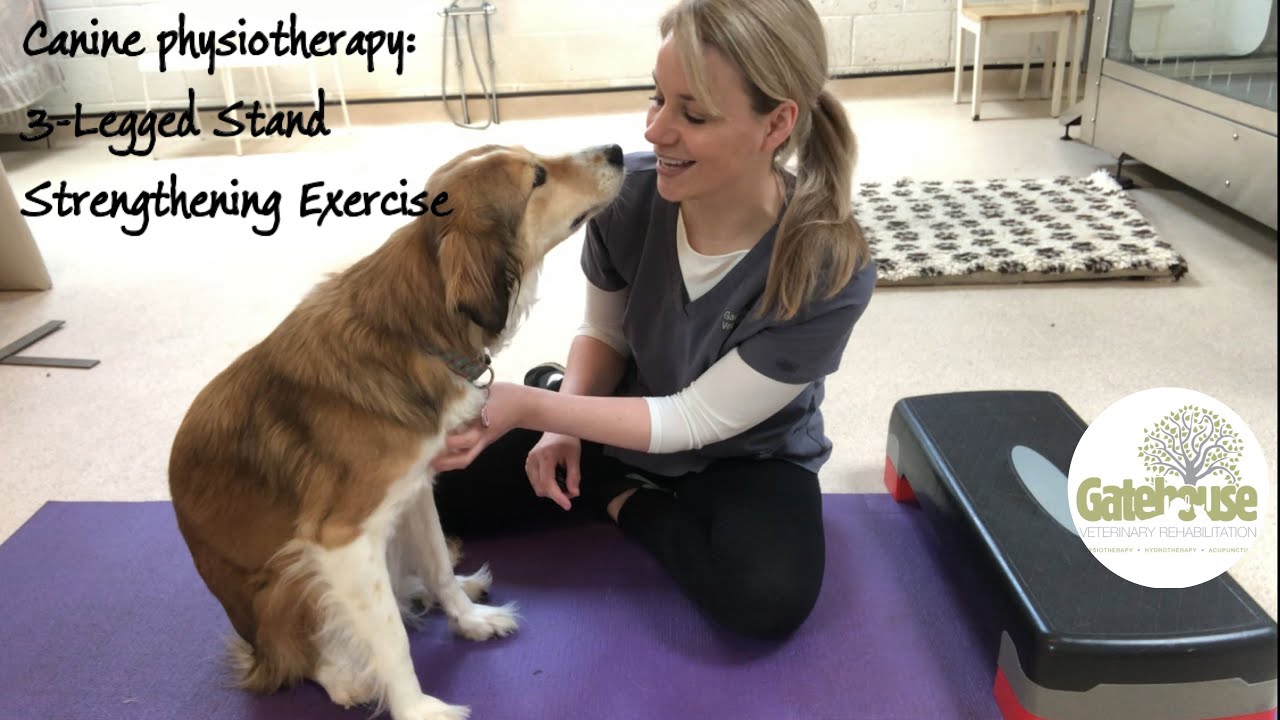 Canine Physiotherapy: How to do 3-Legged Stand Strengthening Exercises in the dog