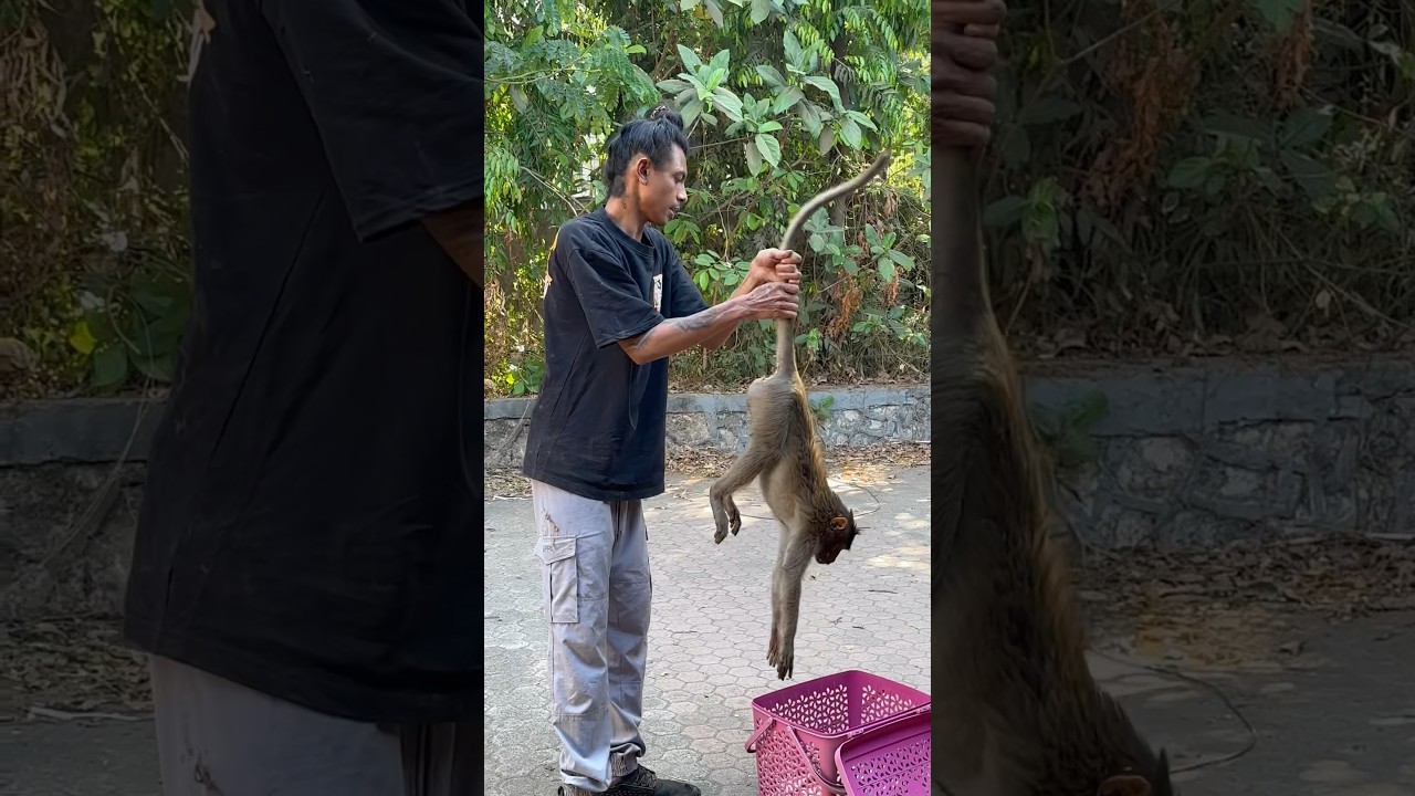 BANDAR KA HUA CAR ACCIDENT !! #monkey #rescue #animals #india #wildlife