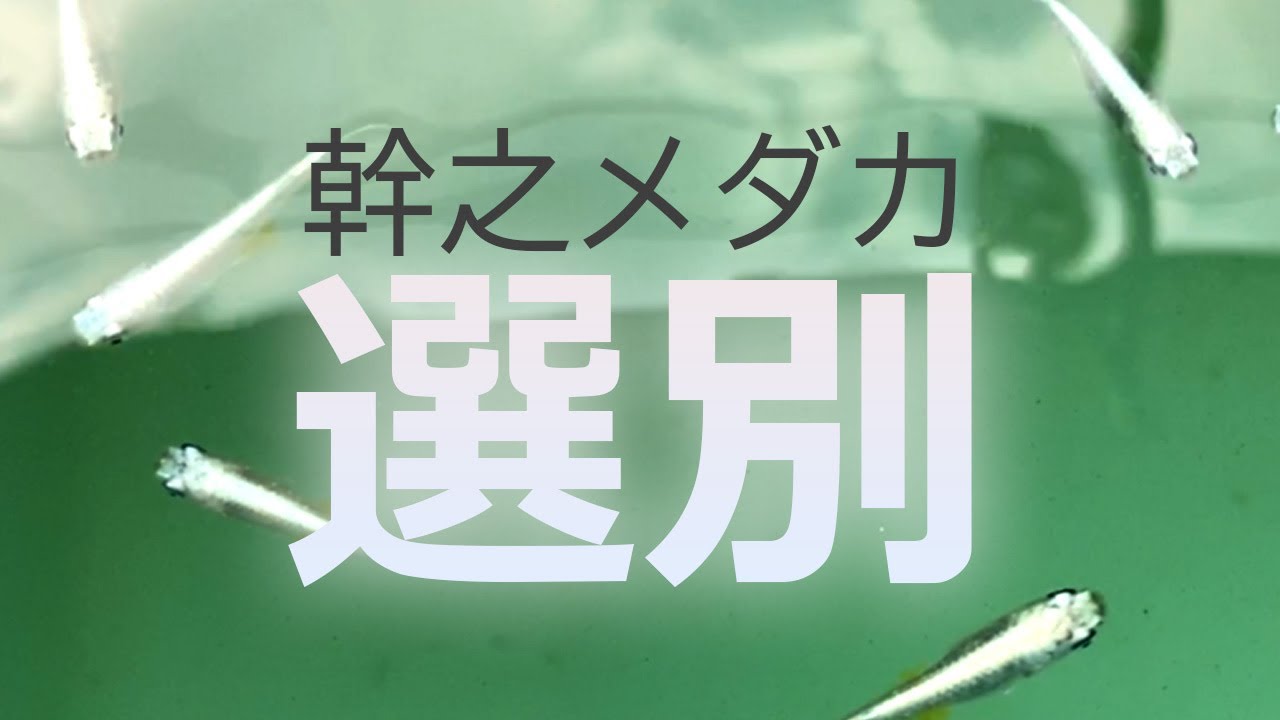 全部ギラギラの「幹之めだかフルボディ」を選別し、種親を見つける動画　#幹之メダカ #みゆきメダカ