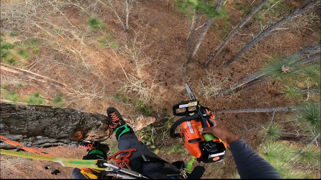 Third Time Climbing With Spurs/First Time Topping a Pine #ZML EHC Pressure Washing & Tree Removal