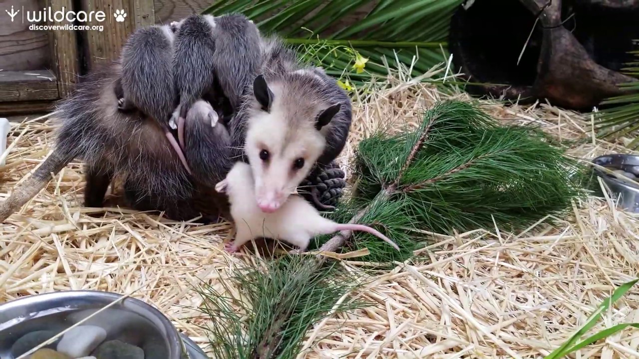 Opossum Mama and Family at WildCare
