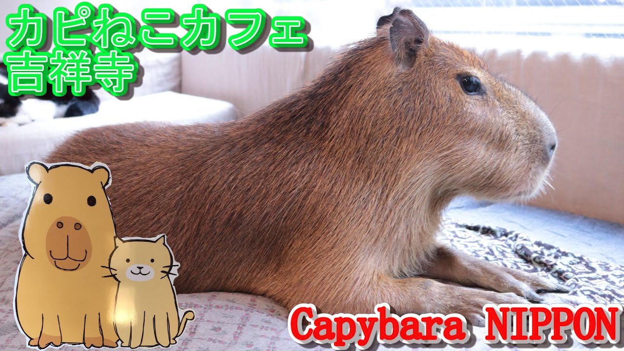 【カピねこカフェ】タワシくんに会いに行ってきた