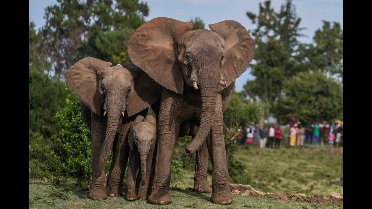 Humans, Threat to Elephants In Rimoi National Reserve in Elgeyo Marakwet County
