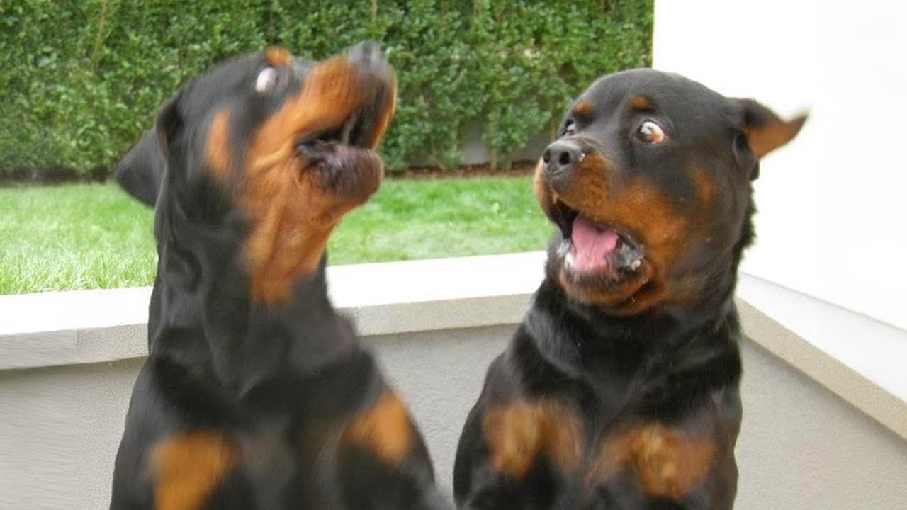 When You Need a Cool Rottweiler But Get a Goofy One 🤣Funny Rottweiler Videos