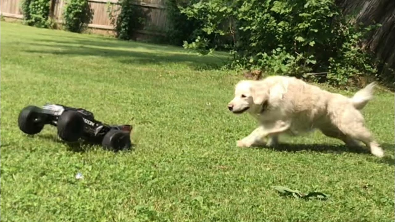 My DOGS CHASE The ARRMA Kraton EXB