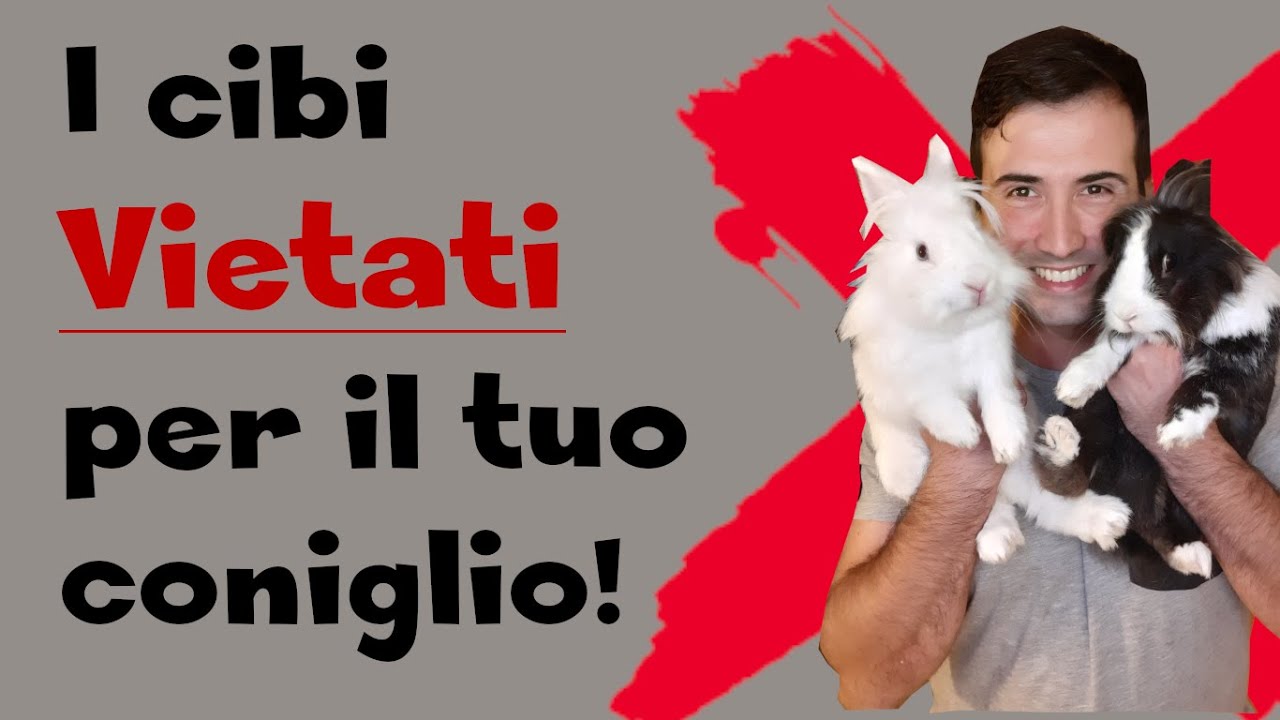 Alimentazione coniglio: I cibi vietati o da evitare per i conigli!