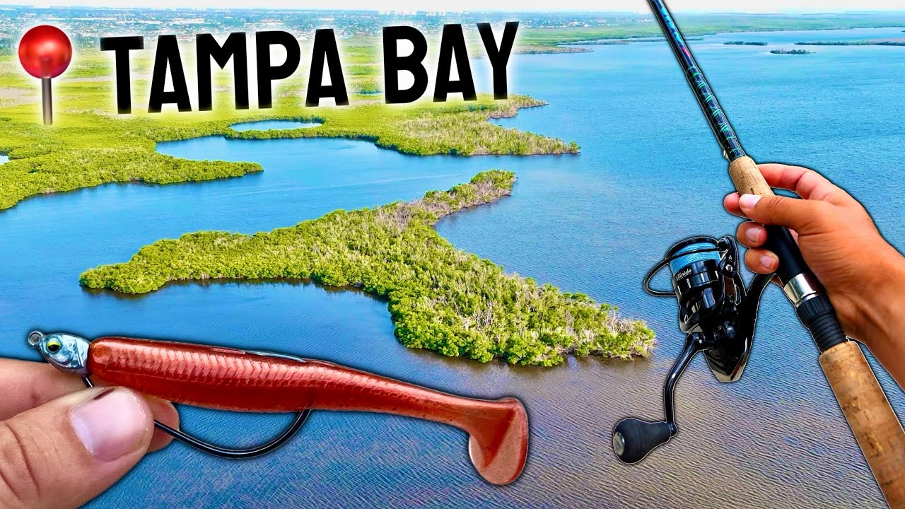 Sight Fishing BIG Tailing Redfish in Tampa Bay!