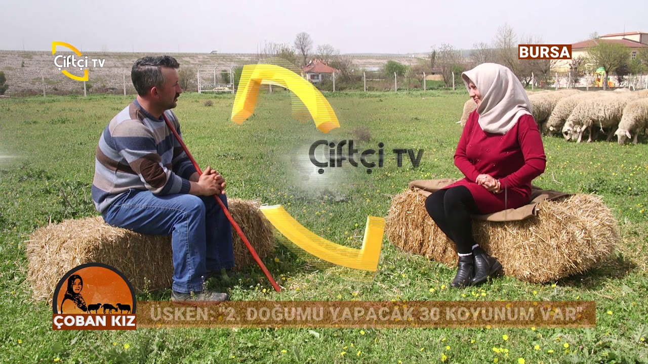 Koç Katımı Hakkında Bilmedikleriniz - Çoban Kız / Çiftçi TV
