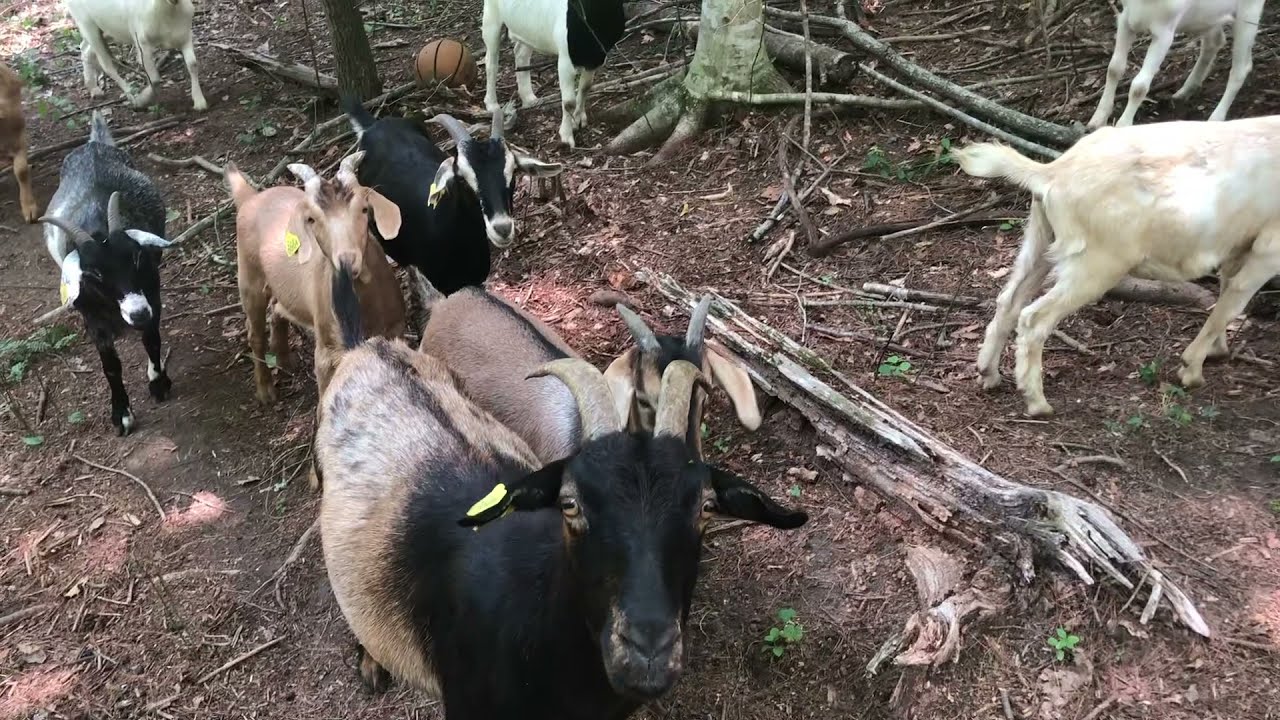 Creating Silvo-pasture with Kiko Goats