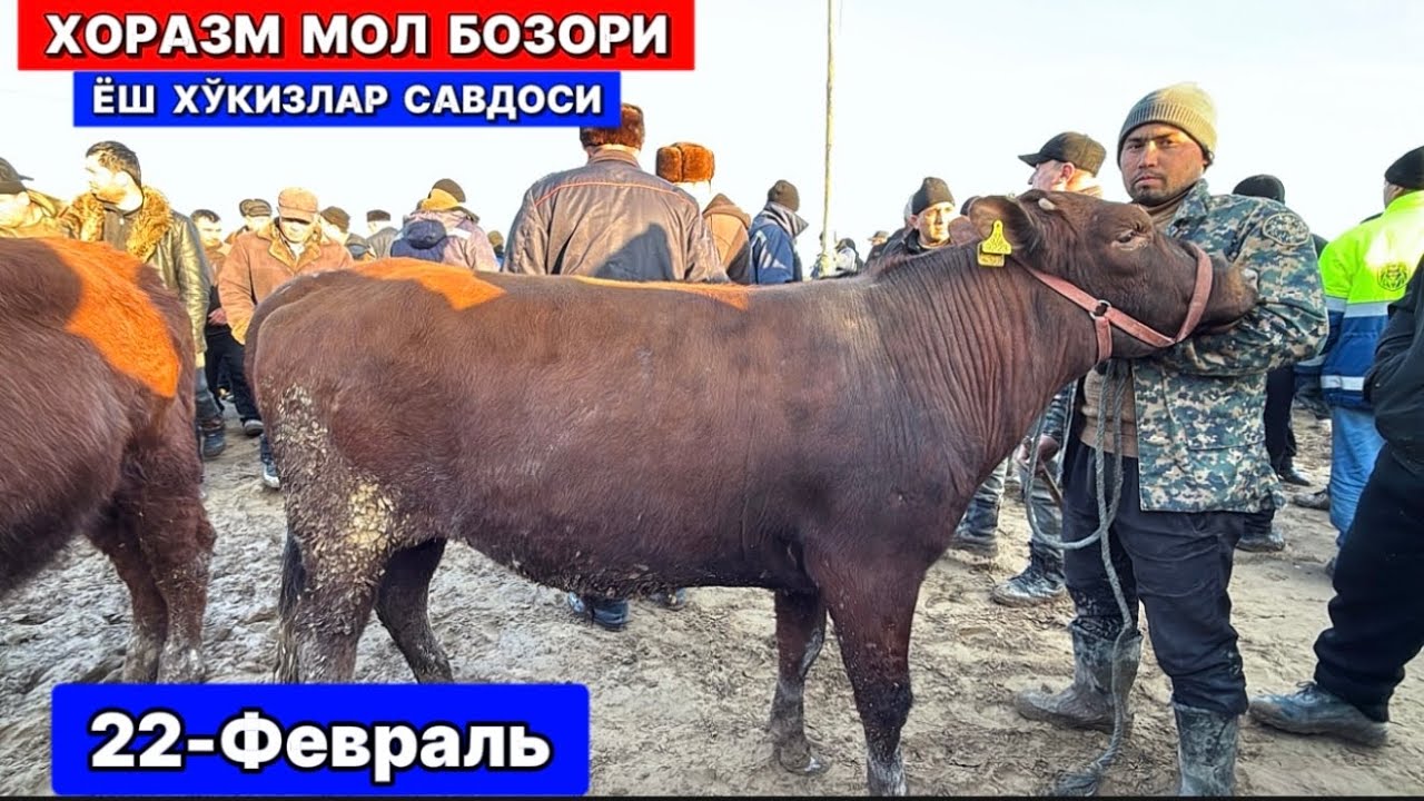 ХОРАЗМ МОЛ БОЗОРИ ЁШ ХЎКИЗЛАР САВДОЛАРИ 22-февраля 2026 г.