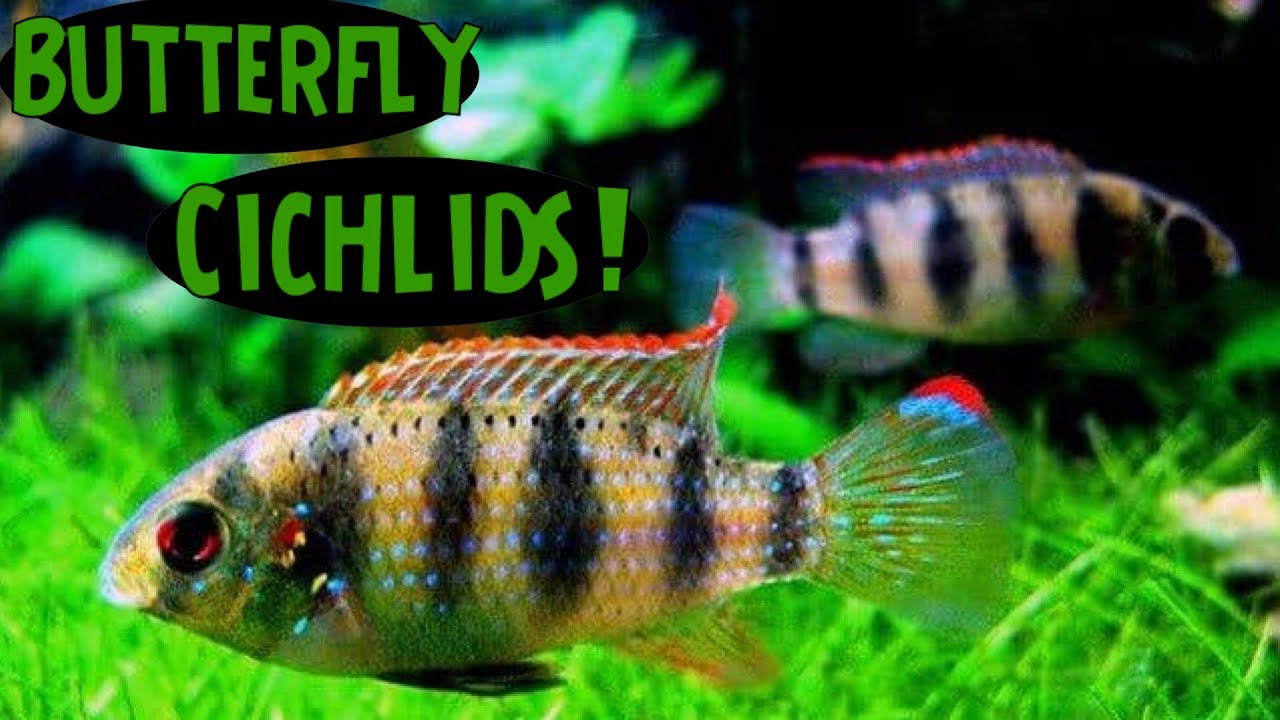 West African Butterfly Cichlids - Surprise African Cichlid Fry!