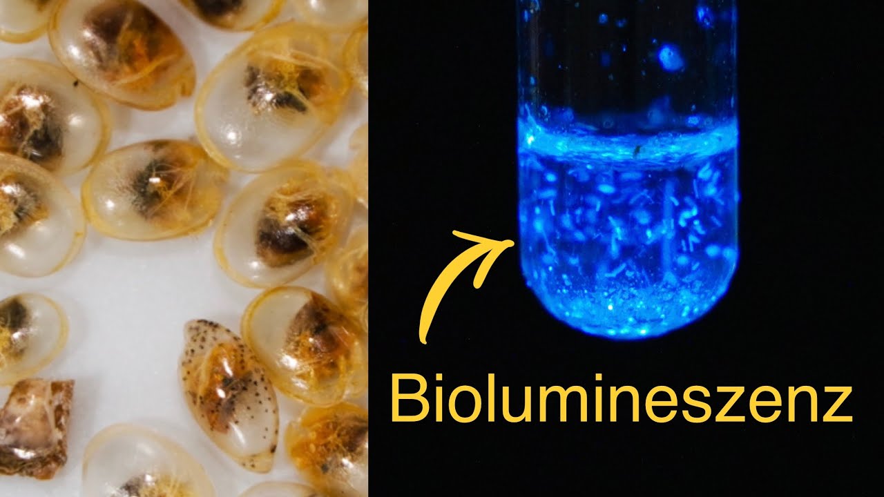Luciferin-Luciferase-System bei Leuchtkrebsen, Hemmung durch Hitze und Schwermetall-Ionen