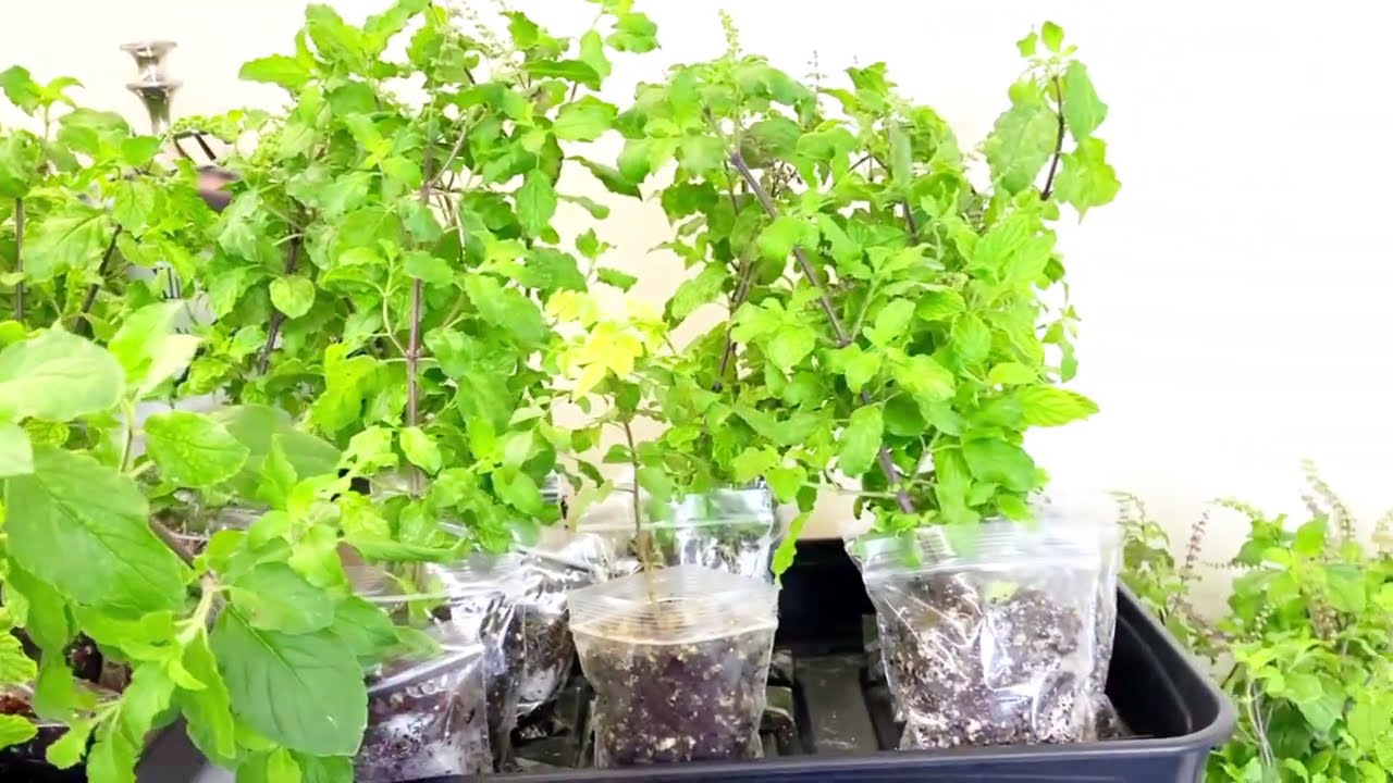 Buy Fresh & Healthy Plants Online in the UK – From Plants Paradise!