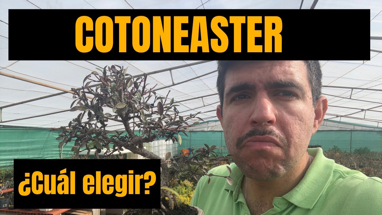 Diferencias entre Cotoneaster: Horizontalis, Microphyllus y Franchetti 🌳