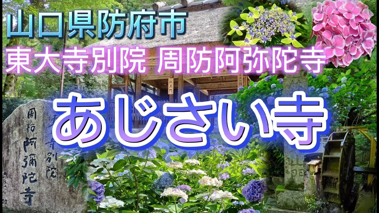 【 東大寺別院 周防 阿弥陀寺 】 西日本一 の優雅さを誇る あじさい寺 （ 山口県防府市 ）