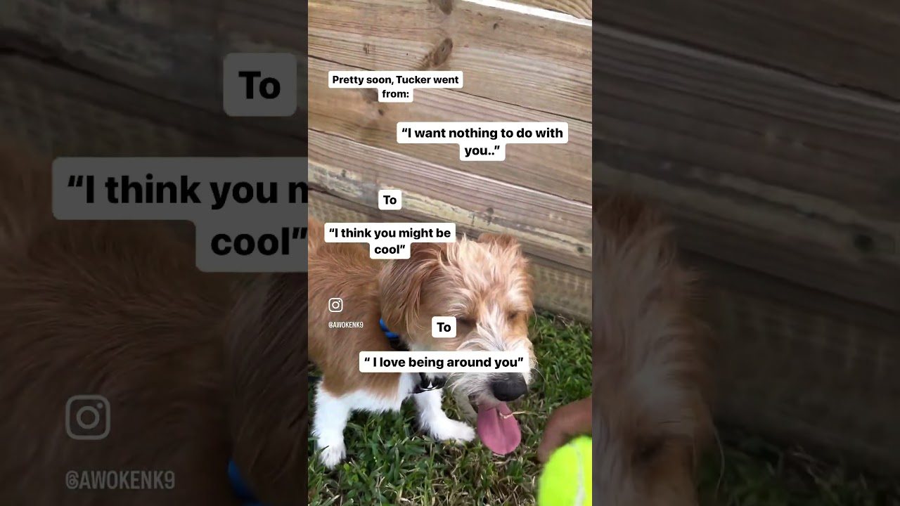 South Tampa Dog Training: From Insecure, to Confident ￼