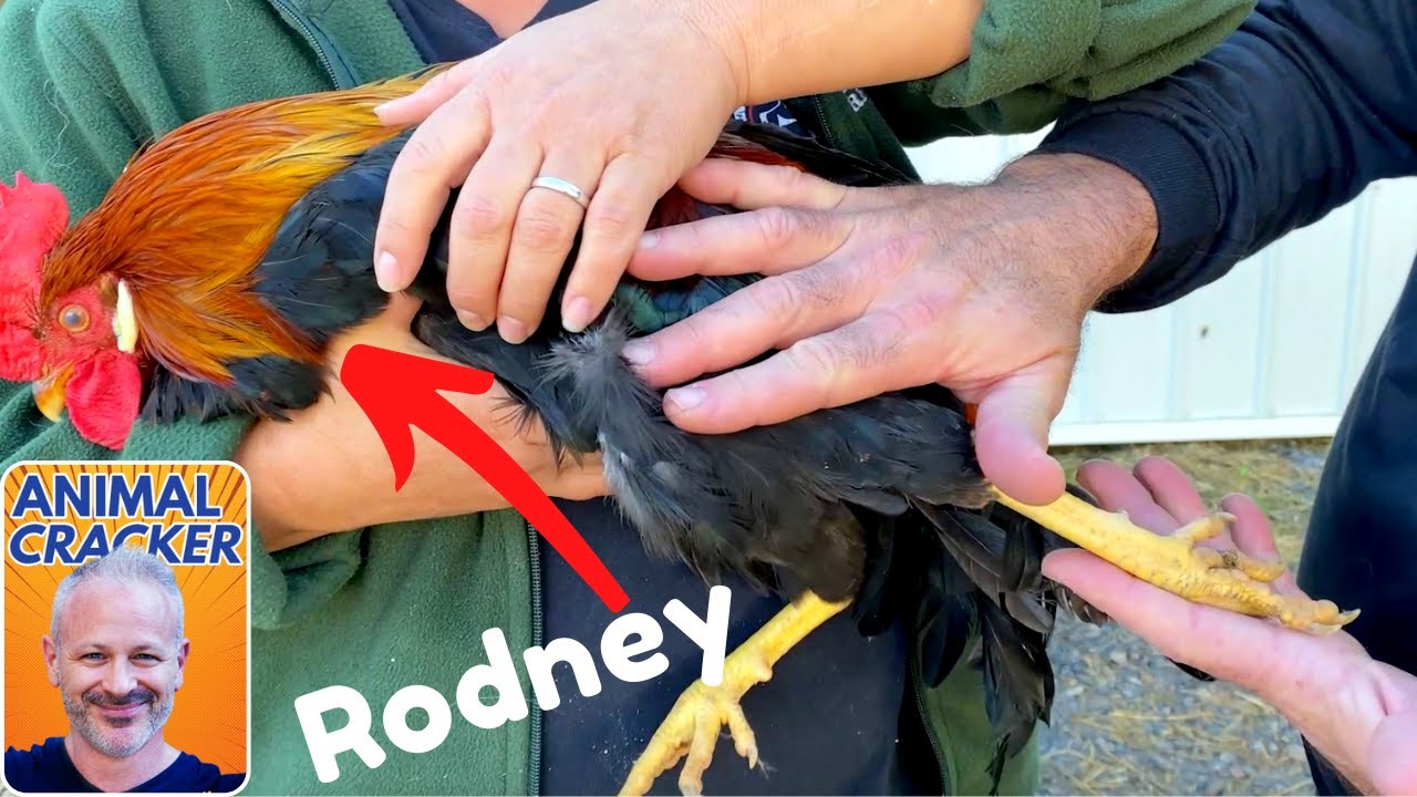ROOSTER GETS A CHIROPRACTIC ADJUSTMENT ~ FIXES TAIL!