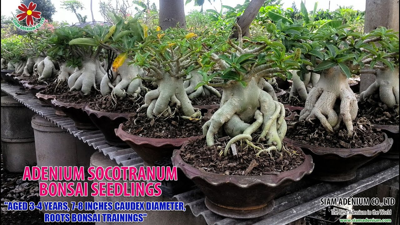 Adenium Socotranum Bonsai Seedlings