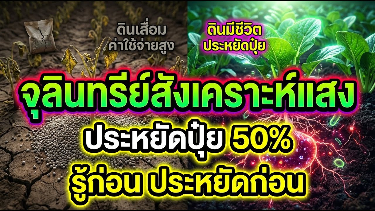เกษตรลดต้นทุน: จุลินทรีย์สังเคราะห์แสงคืออะไร? ทำไมช่วยประหยัดปุ๋ยได้ 50%