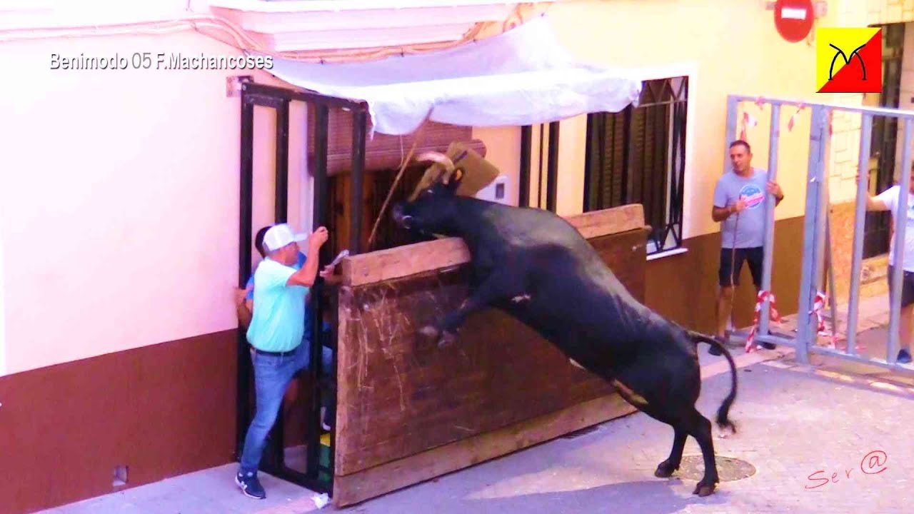 BENIMODO 05  la Vaca Salta a la Casa