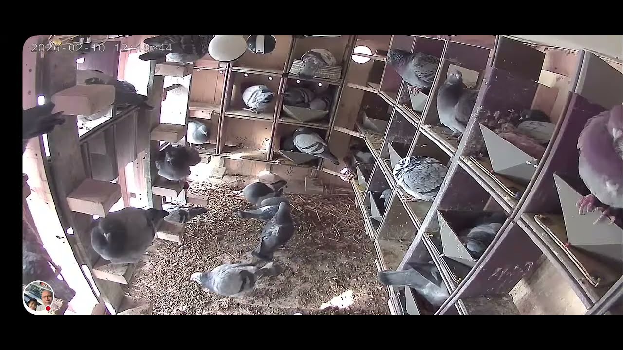 Pigeon racing system with a small loft. Sistema ng karera ng kalapati sa maliit na loft.