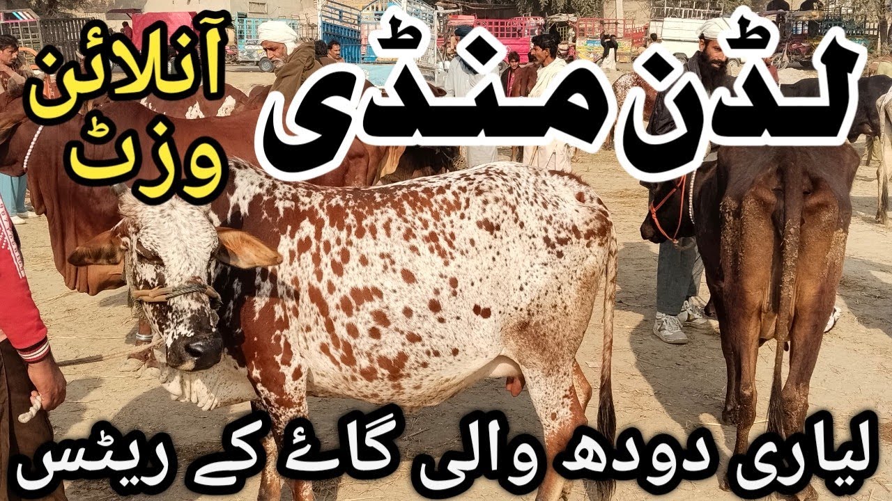 Luddan Mandi K Taza Rates .03017004685.17 December 2025