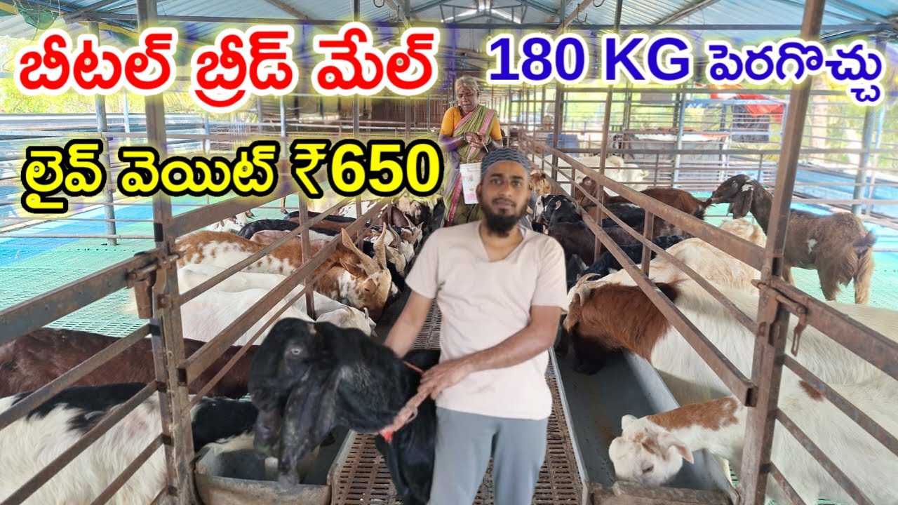 ఆఫ్రికన్ బోయర్ బ్రీడ్లో సగం రేట్  Beetal goats for goat farm @MalleshAdla