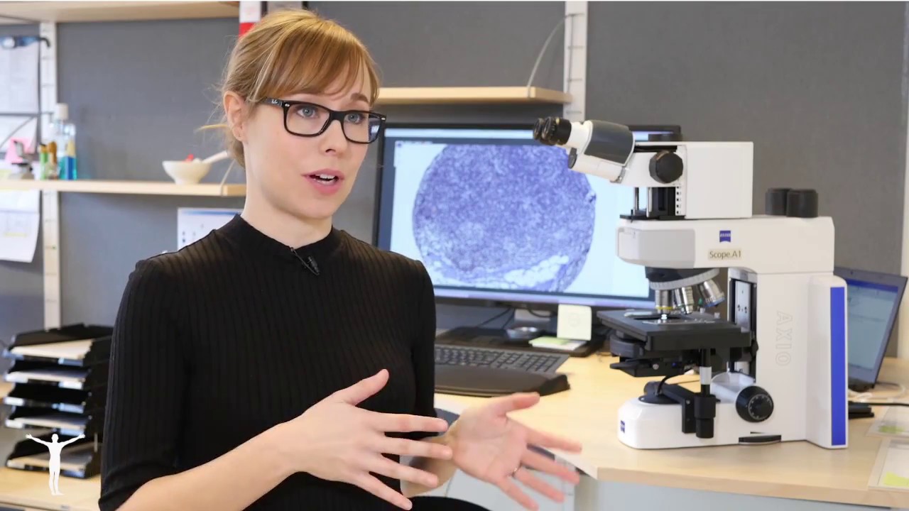 How we ensure lot-to-lot reproducibility in IHC for our antibodies at Atlas Antibodies