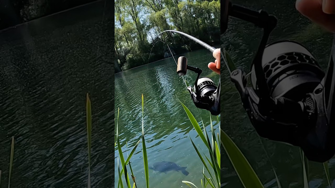 Big black carp!!