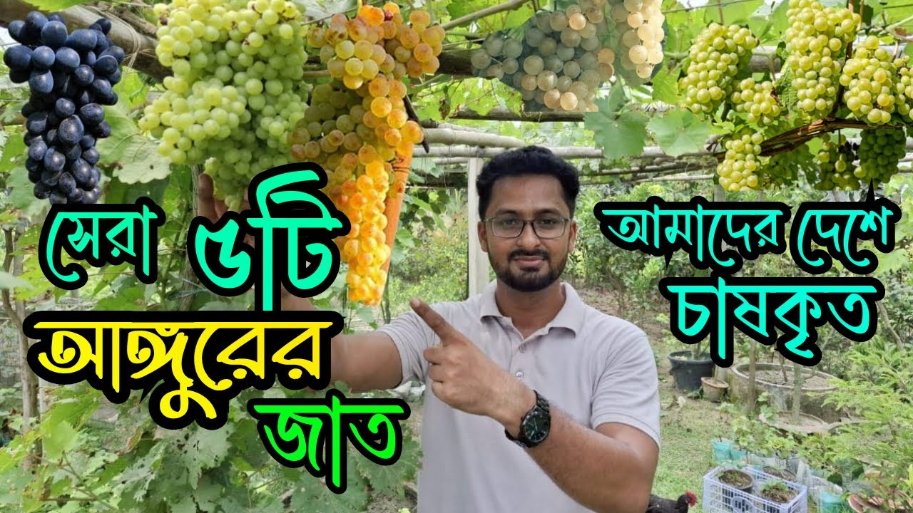 আমাদের দেশে চাষকৃত সেরা পাঁচ জাতের আঙ্গুর । আঙ্গুরের সেরা ৫টি জাত । Top 5 grapes variety @RoufAgro