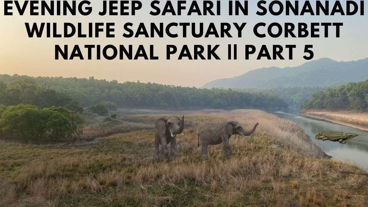 Evening Jeep Safari in Sonanadi Wildlife Sanctuary Corbett National Park || Part 5