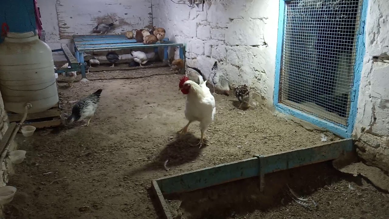 Cucelere corek vermek olarmi?