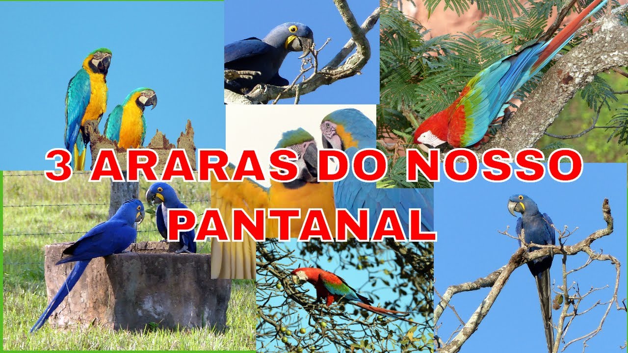 Canto das Araras do Nosso Pantanal - Macaws from the Brazilian Pantanal Brazilian Birds Singing