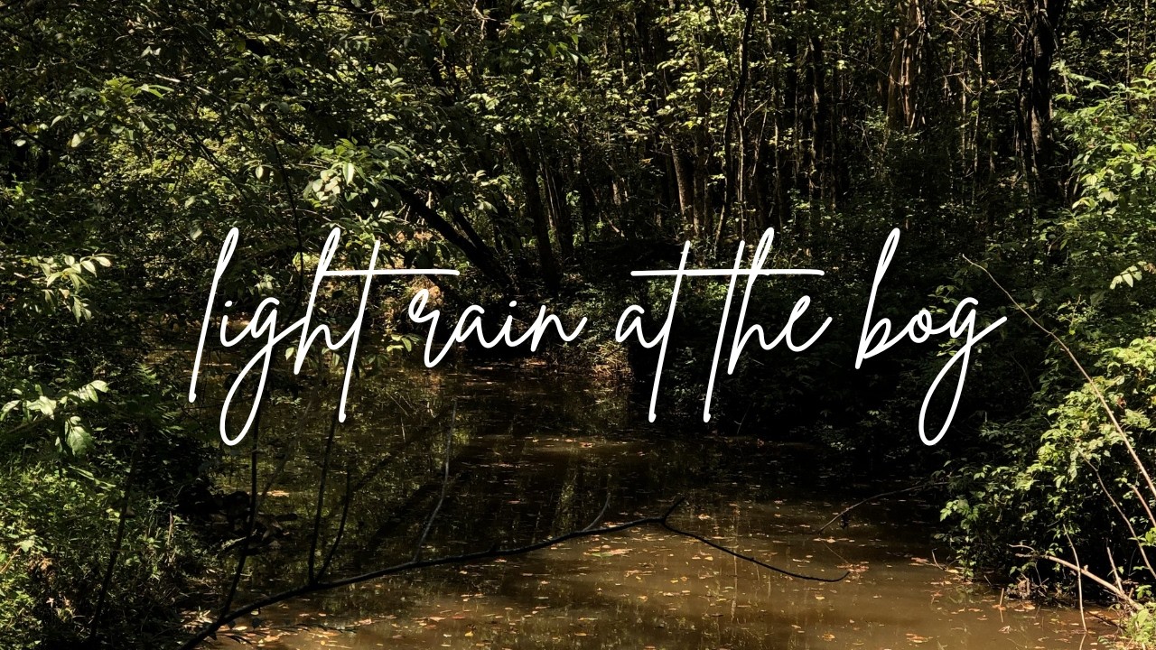 light rain and frogs at the bog | 1 hour peaceful lyre music
