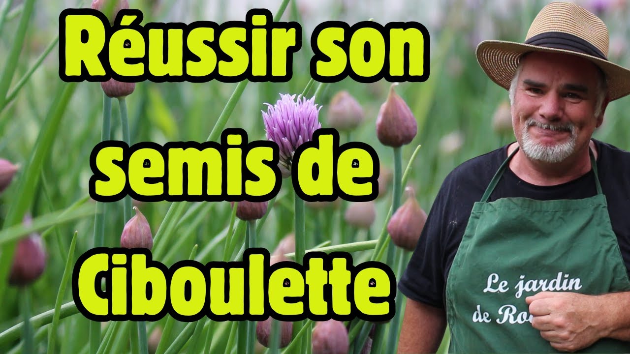 5 astuces pour réussir son semis de ciboulette