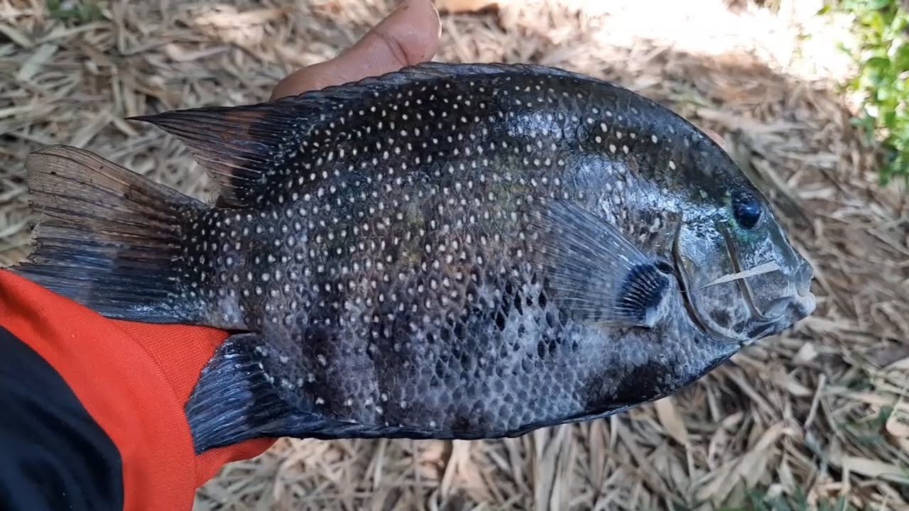 ഒരു കരിമീൻ പിടുത്തം ( #Keralatraditionalfishing )