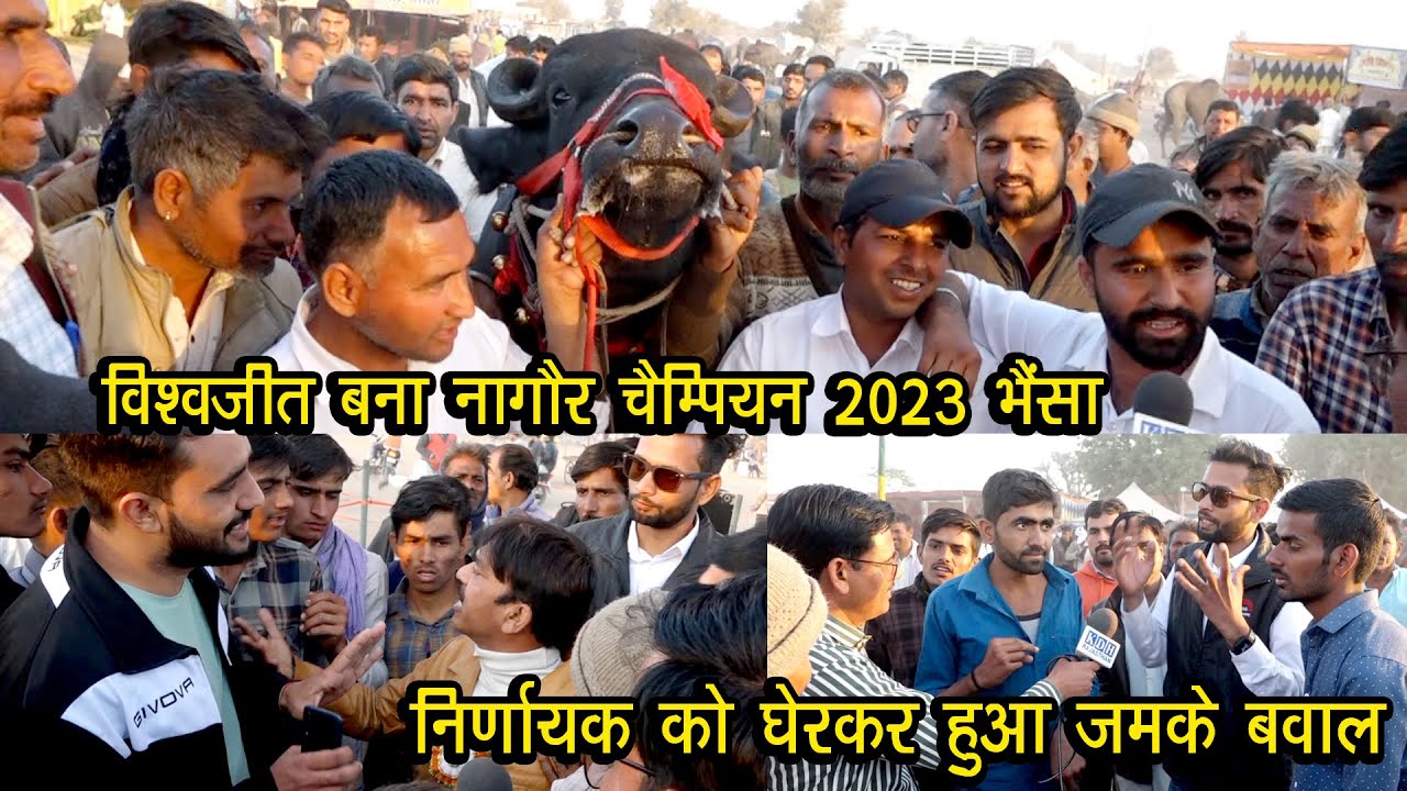 विशालकाय भैंसों का महामुकाबला 🐂 रिंग में मचा जोरदार बवाल/ नागौर चैंपियन बना अनूपगढ़ का विश्वजीत Bull