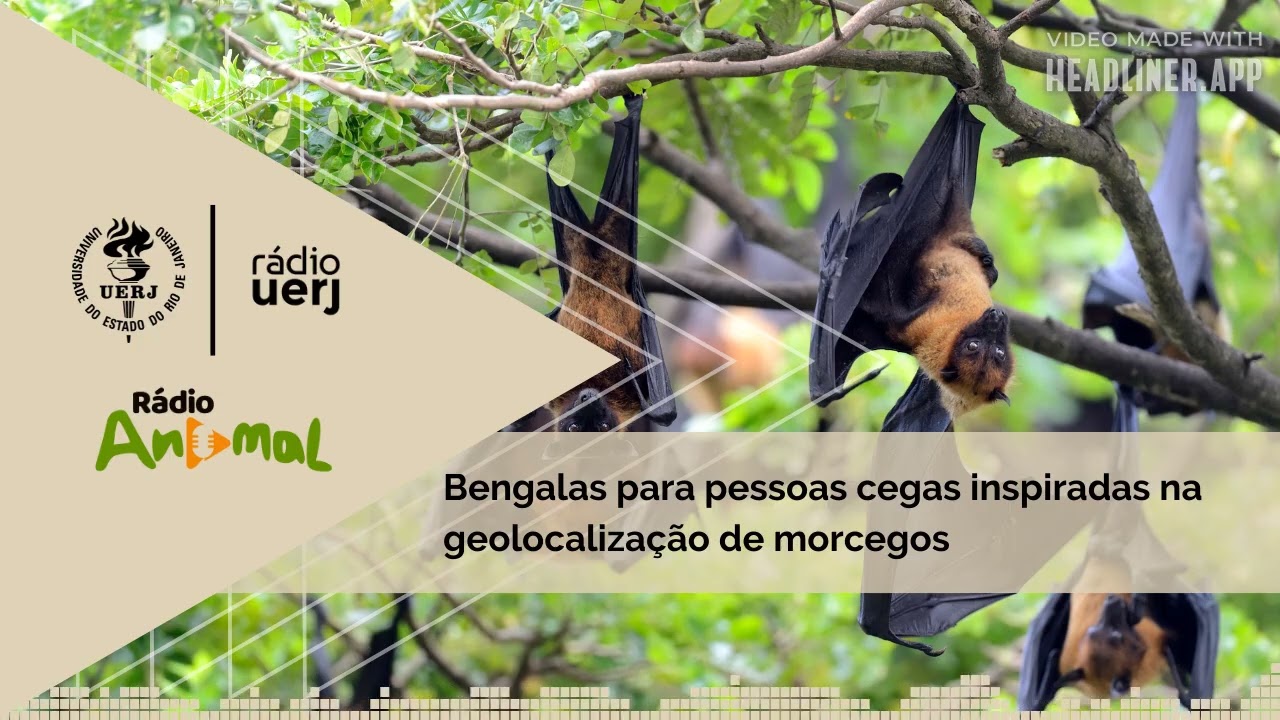 Rádio Animal: Bengalas para pessoas cegas inspiradas na geolocalização de morcegos