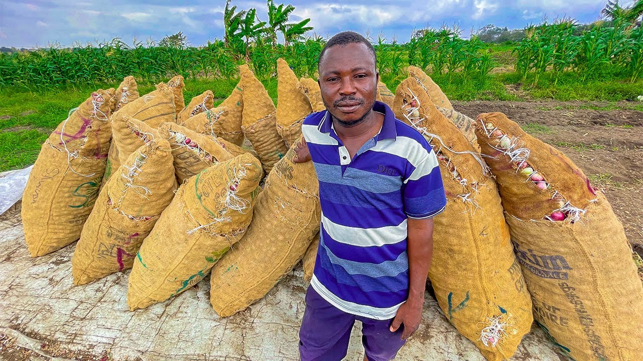 IS AN ACRE OF ONION FARM ENOUGH TO MAKE YOU RICH?
