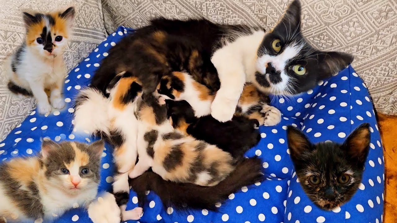 From Day 1 To Day 60, The Full Story of The Rescued Mother Cat and her Newborn Kittens