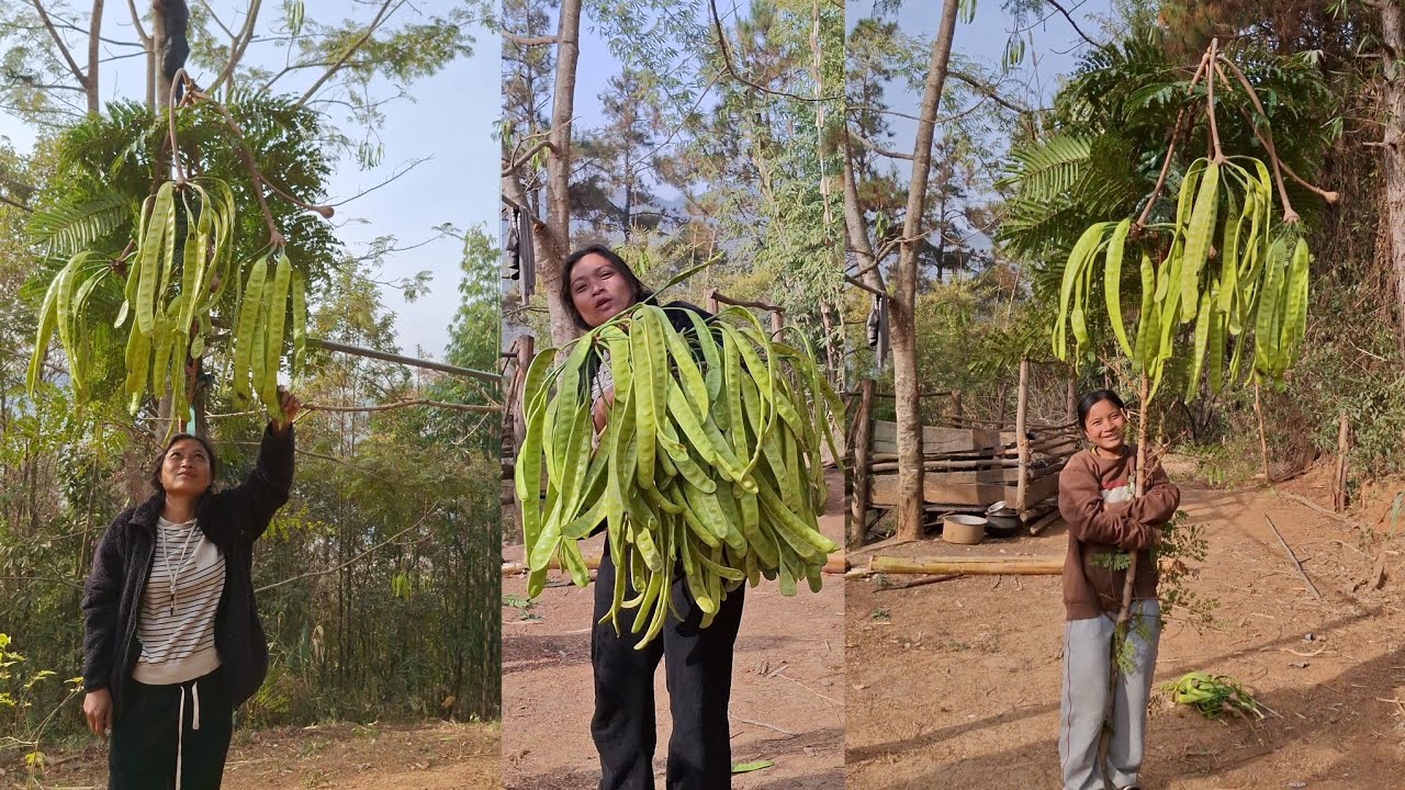 HARVESTING STINK BEANS PARKIA.Spicy plant based food🌶🌶